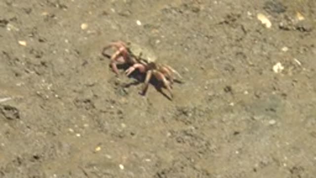 GUERRERO NEGRO BCS MEXICO-2022: Fiddler Crabs Emerging From Burrows on Muddy Ground
