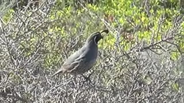 SAN CARLOS BCS MEXICO-2022: Quail Perched on a Branch with Head Movements