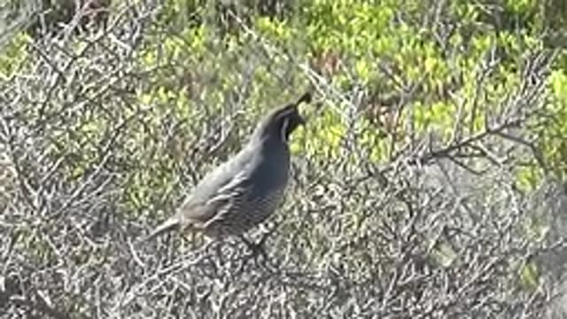 SAN CARLOS BCS MEXICO-2022: Quail Perched on a Bush Branch, Head Turning