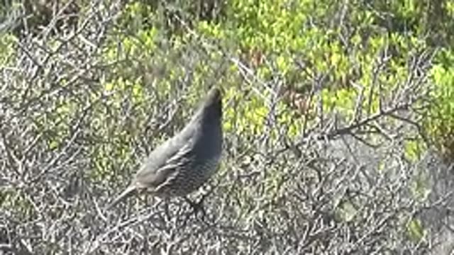 SAN CARLOS BCS MEXICO-2022: A Quail Perched Among Dry and Green Foliage