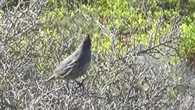 SAN CARLOS BCS MEXICO-2022: Quail Perched on a Branch Turning Its Head