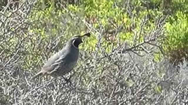 SAN CARLOS BCS MEXICO-2022: Quail Perched on a Branch, Head Movements
