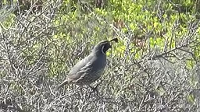 SAN CARLOS BCS MEXICO-2022: Quail Perched on a Bush, Pecking at Foliage