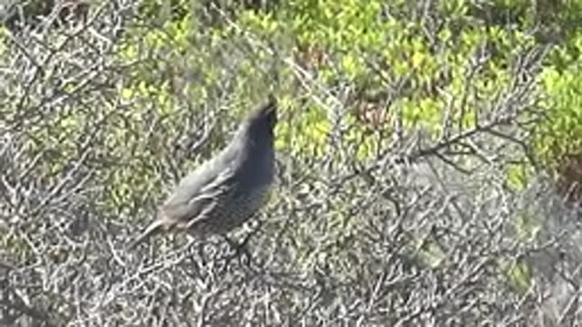 SAN CARLOS BCS MEXICO-2022: Quail Perched on a Bush Branch, Head Turning