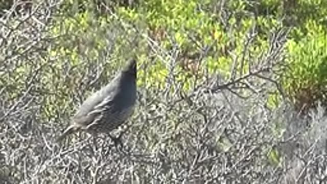SAN CARLOS BCS MEXICO-2022: Quail Perched on Branch Calling and Moving Head