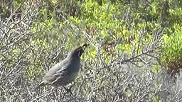 SAN CARLOS BCS MEXICO-2022: Quail Perched on a Dry Branch Moving Its Head