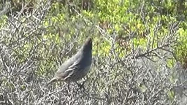 SAN CARLOS BCS MEXICO-2022: Quail Perched on a Bush Branch