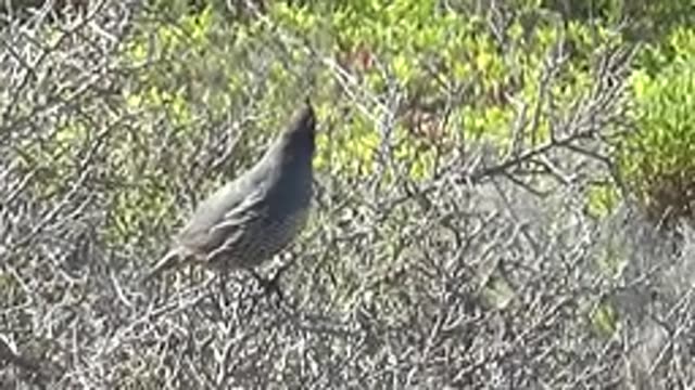 SAN CARLOS BCS MEXICO-2022: Quail Perched on a Bush Branch