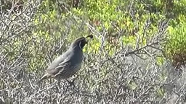 SAN CARLOS BCS MEXICO-2022: Quail Perched on a Branch Moving Its Head