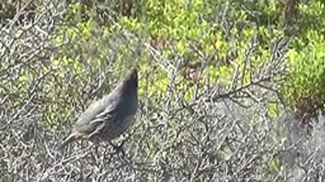 SAN CARLOS BCS MEXICO-2022: Quail Perched Among Dry Branches and Green Foliage