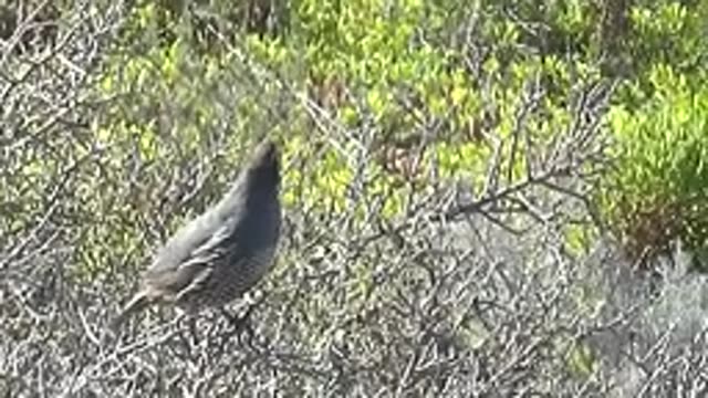 SAN CARLOS BCS MEXICO-2022: Quail Perched on a Branch, Head Movements