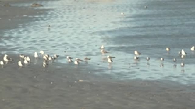 LA BOCANA BCS MEXICO-2022: Seabirds Foraging on Wet Sandy Shore