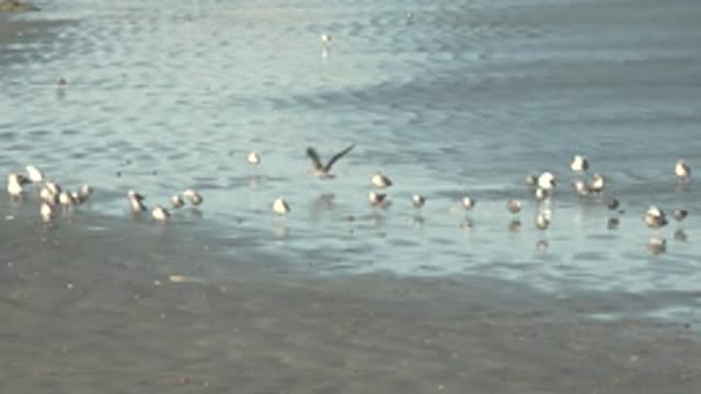 LA BOCANA BCS MEXICO-2022: Seagulls Wading and Flying in Shallow Coastal Water