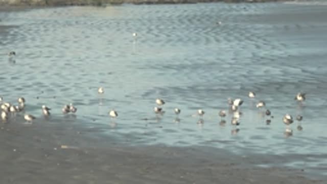 LA BOCANA BCS MEXICO-2022: Seabirds Foraging in Shallow Coastal Water
