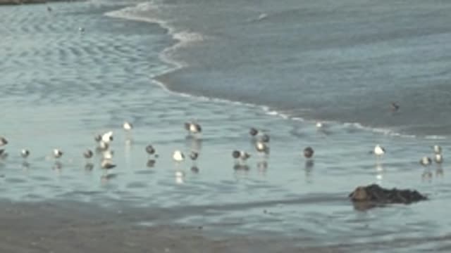 LA BOCANA BCS MEXICO-2022: Seabirds on the Shore As Waves Roll In