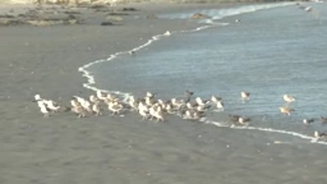 LA BOCANA BCS MEXICO-2022: Flock of Seagulls Moving Along the Shoreline