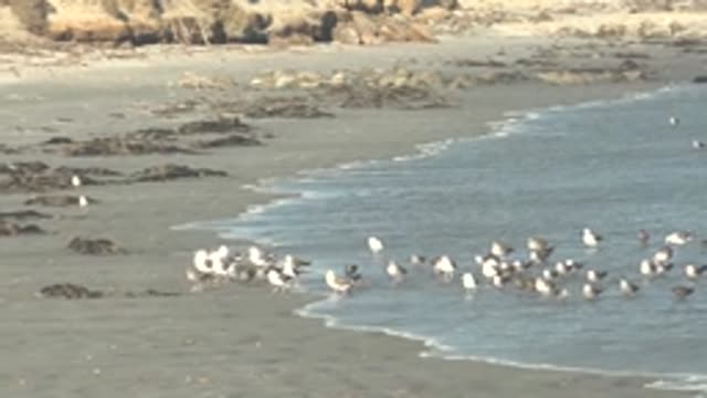 LA BOCANA BCS MEXICO-2022: Seagulls Gathering and Moving Along the Shoreline