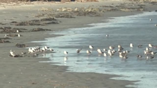 LA BOCANA BCS MEXICO-2022: Seabirds Wading and Foraging on a Sandy Shore