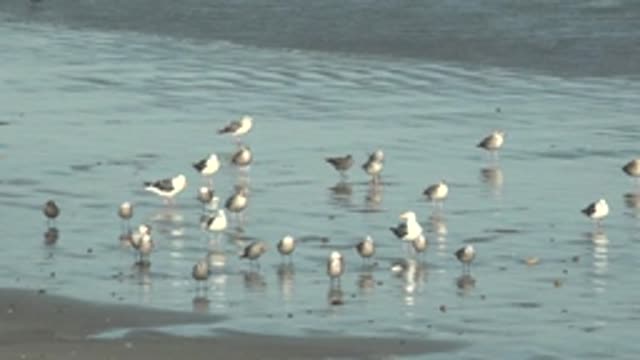 LA BOCANA BCS MEXICO-2022: Flock of Seagulls Wading in Shallow Tidal Water