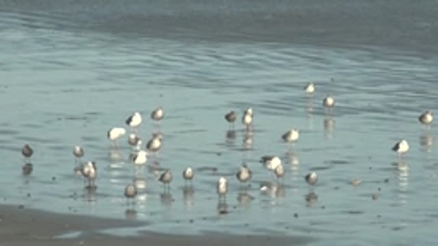 LA BOCANA BCS MEXICO-2022: Seagulls Wading in Shallow Coastal Water