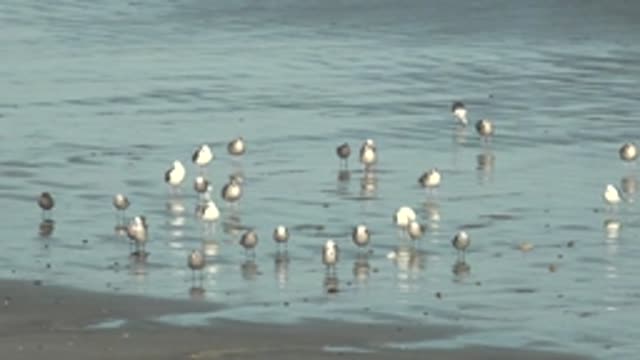 LA BOCANA BCS MEXICO-2022: Seagulls in Shallow Water on a Beach