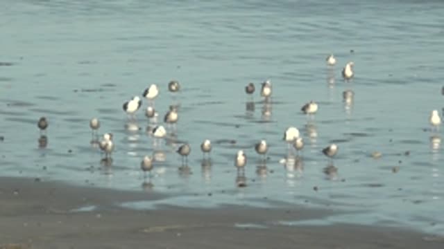 LA BOCANA BCS MEXICO-2022: Seagulls Wading in Shallow Beach Water