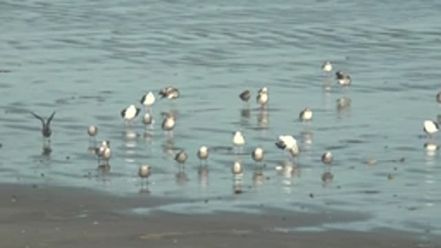 LA BOCANA BCS MEXICO-2022: Seagulls Wading in Shallow Coastal Water
