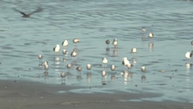 LA BOCANA BCS MEXICO-2022: Seagulls Wading and Flying in Shallow Water