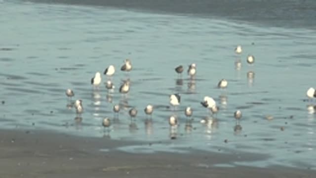 LA BOCANA BCS MEXICO-2022: Seagulls Wading in Shallow Coastal Water