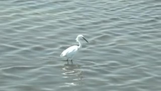GUERRERO NEGRO BCS MEXICO-2022: White Egret Wading in Shallow Water