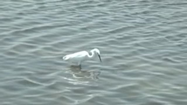 GUERRERO NEGRO BCS MEXICO-2022: White Heron Foraging in Shallow Water