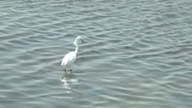 GUERRERO NEGRO BCS MEXICO-2022: White Egret Standing in Shallow Water