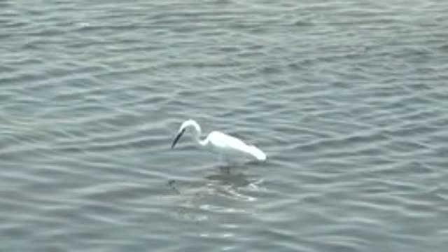 GUERRERO NEGRO BCS MEXICO-2022: White Egret Wading in Shallow Water
