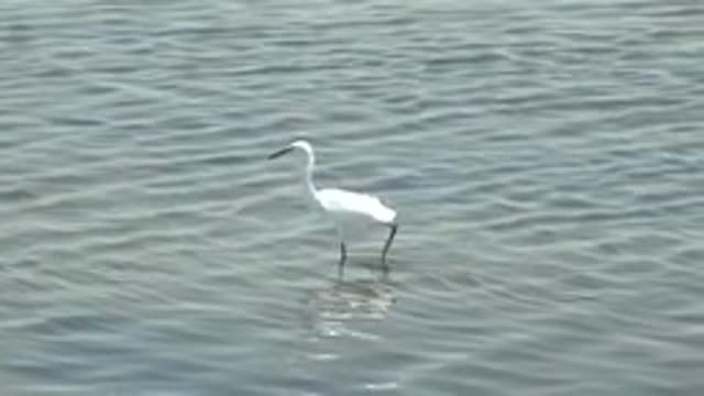 GUERRERO NEGRO BCS MEXICO-2022: White Egret Wading in Shallow Water