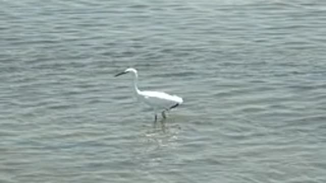 GUERRERO NEGRO BCS MEXICO-2022: White Egrets Wading in Shallow Water