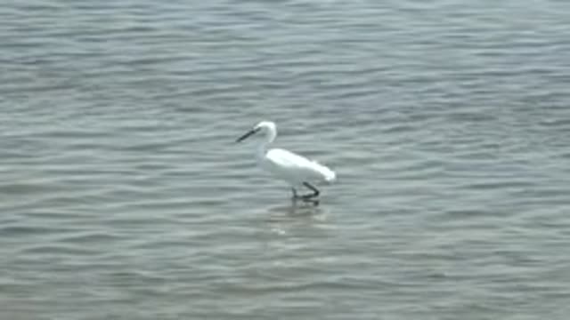 GUERRERO NEGRO BCS MEXICO-2022: White Egret Foraging in Shallow Water