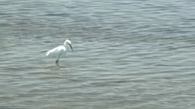 GUERRERO NEGRO BCS MEXICO-2022: Egret Wading and Foraging in Shallow Water