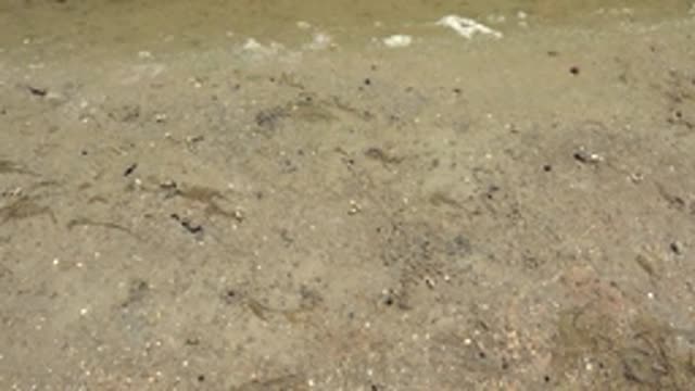 GUERRERO NEGRO BCS MEXICO-2022: Wet Sandy Shore with Gentle Waves and Debris