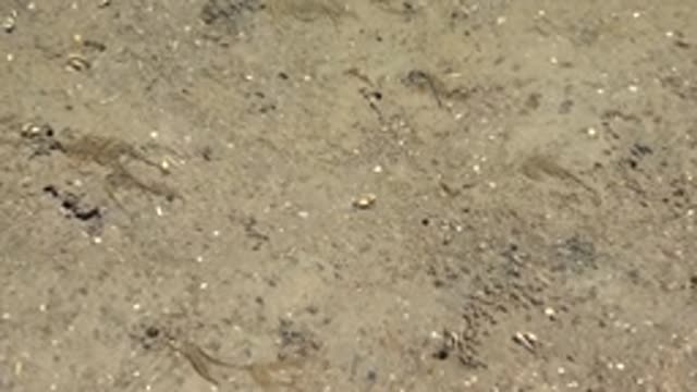 GUERRERO NEGRO BCS MEXICO-2022: Small Crabs Moving Across Sandy Muddy Shore