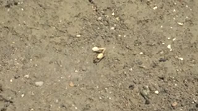 GUERRERO NEGRO BCS MEXICO-2022: Crab Crawling on Muddy Ground