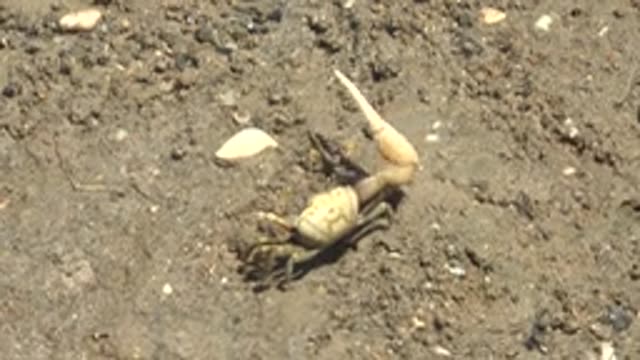 GUERRERO NEGRO BCS MEXICO-2022: Fiddler Crab Moving Its Large Claw on Sandy Ground