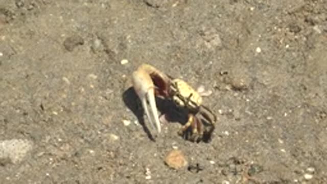 GUERRERO NEGRO BCS MEXICO-2022: Crab's Claw Opening and Closing on Pebbly Shore