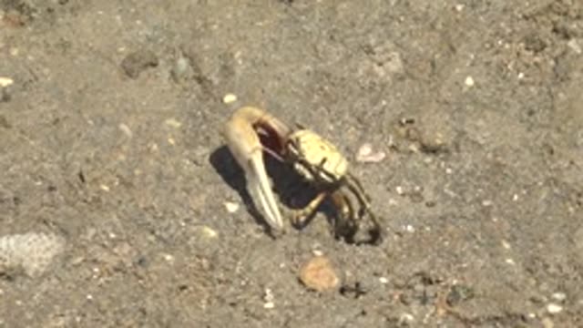 GUERRERO NEGRO BCS MEXICO-2022: Fiddler Crab Moving Its Large Claw on Sand