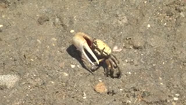 GUERRERO NEGRO BCS MEXICO-2022: Crab Manipulating Shell with Large Claw on Sand