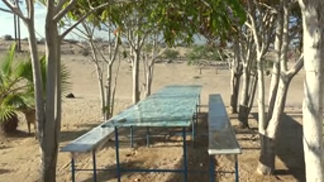 SAN CARLOS BCS MEXICO-2022: Child Walking Among Trees near Picnic Table on Sandy Ground