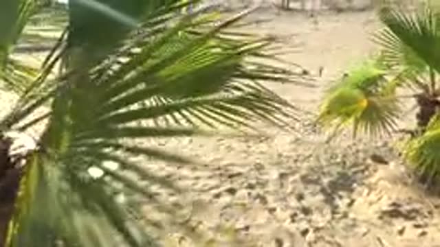 SAN CARLOS BCS MEXICO-2022: Palm Fronds Over Sandy Beach