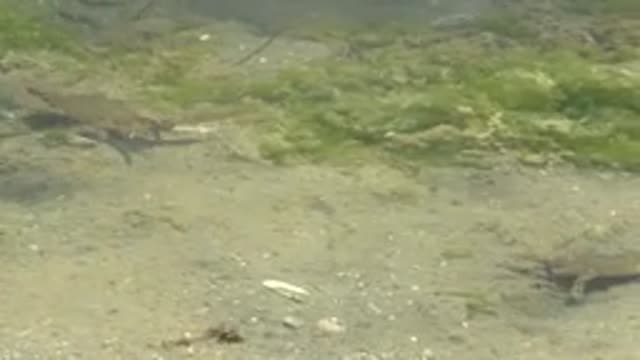 GUERRERO NEGRO BCS MEXICO-2022: Turtles Moving on Shallow Riverbed in Clear Water