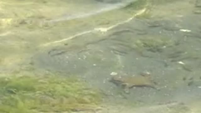 GUERRERO NEGRO BCS MEXICO-2022: Small Turtle Swimming in Shallow Clear Water