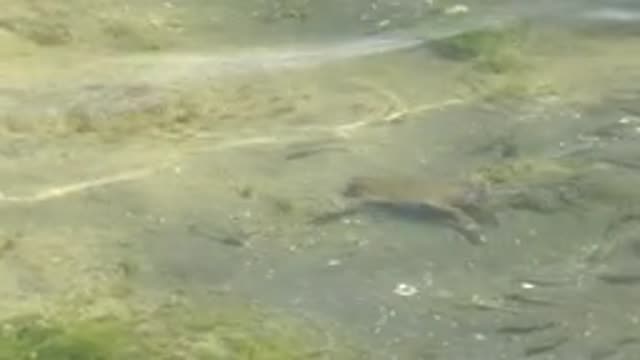 GUERRERO NEGRO BCS MEXICO-2022: Frog Swimming in Shallow River Water