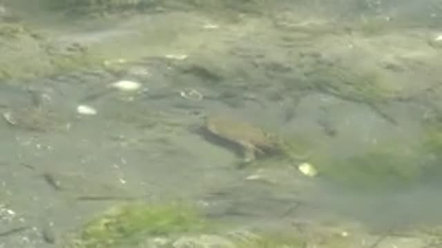 GUERRERO NEGRO BCS MEXICO-2022: Small Turtle Swimming in Shallow Clear Water